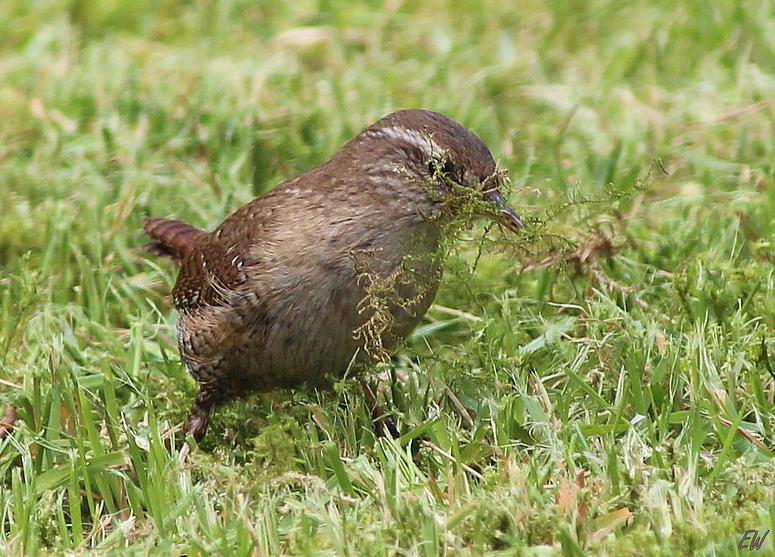 Zaunkönig ( II )