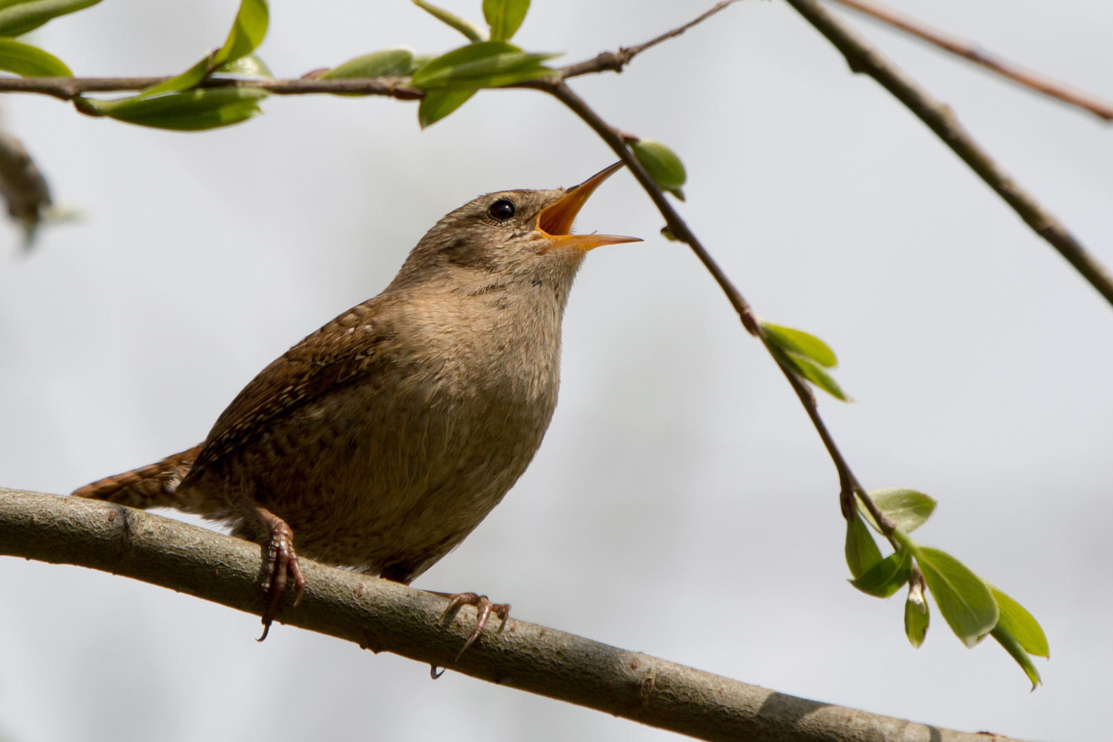 Zaunkönig im Frühling