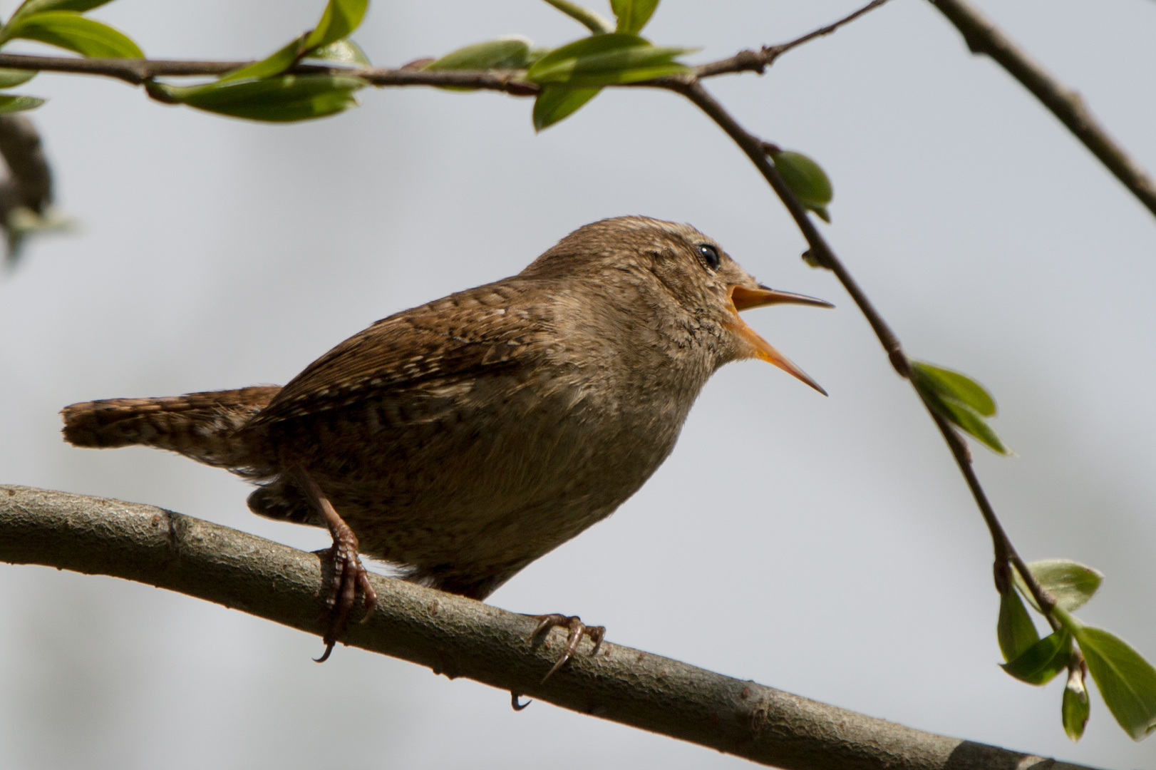 Zaunkönig im Frühling