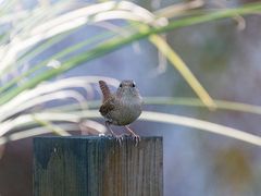 Zaunkönig im Garten