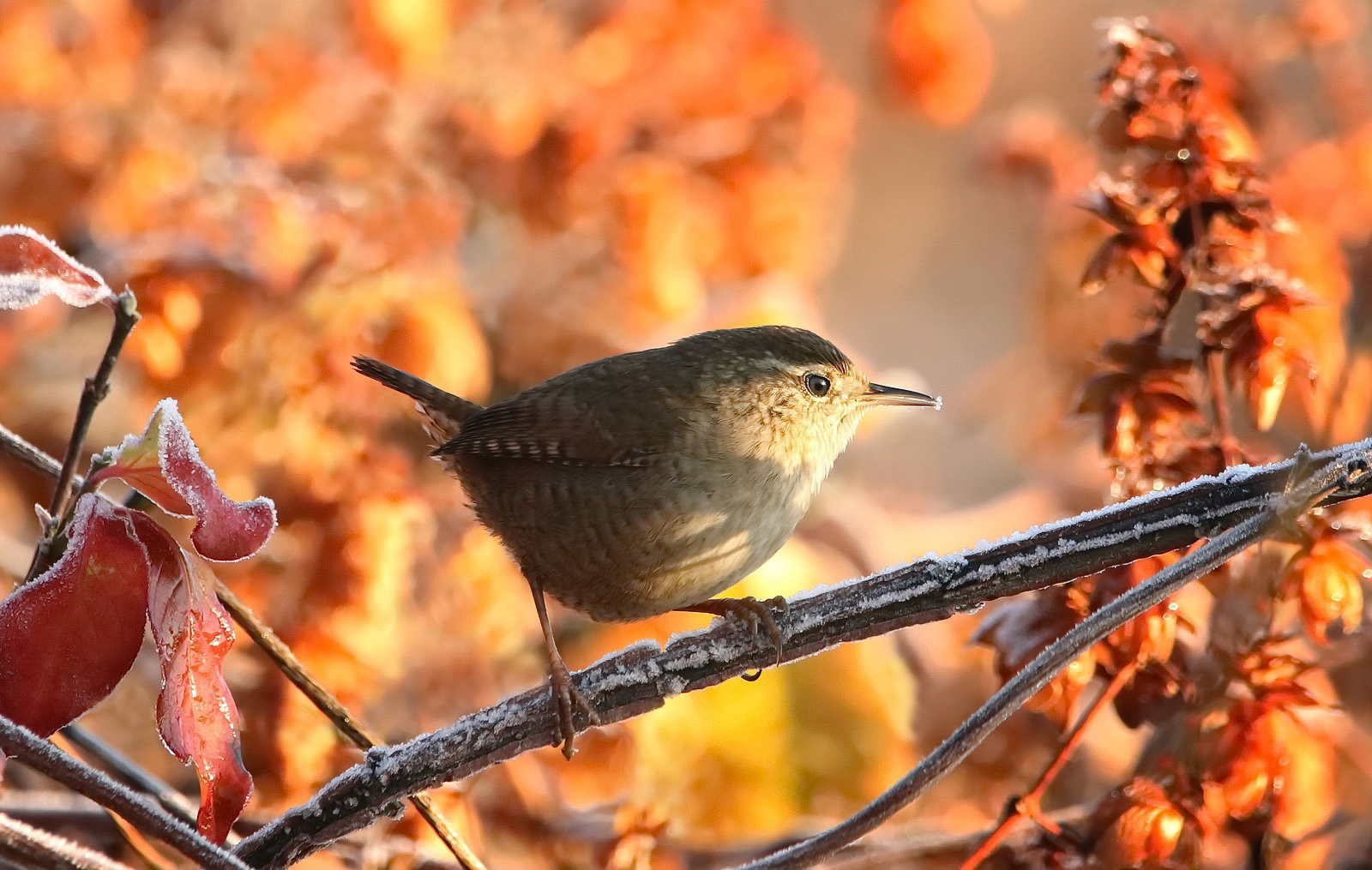 Zaunkönig im herbstlichen Feuer