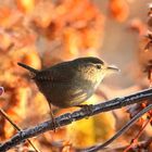 Zaunkönig im herbstlichen Feuer