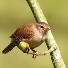 Zaunkönig im kingfisher-Revier