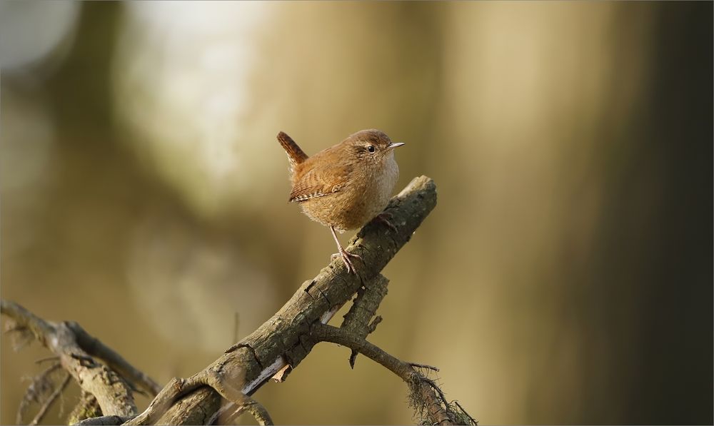 Zaunkönig im November