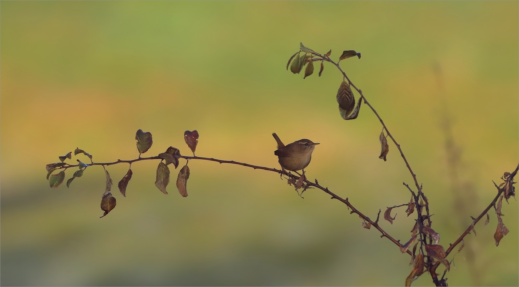 Zaunkönig im November