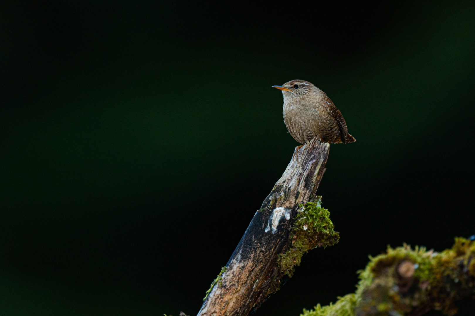 Zaunkönig im Pfälzer Wald