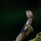 Zaunkönig im Pfälzer Wald