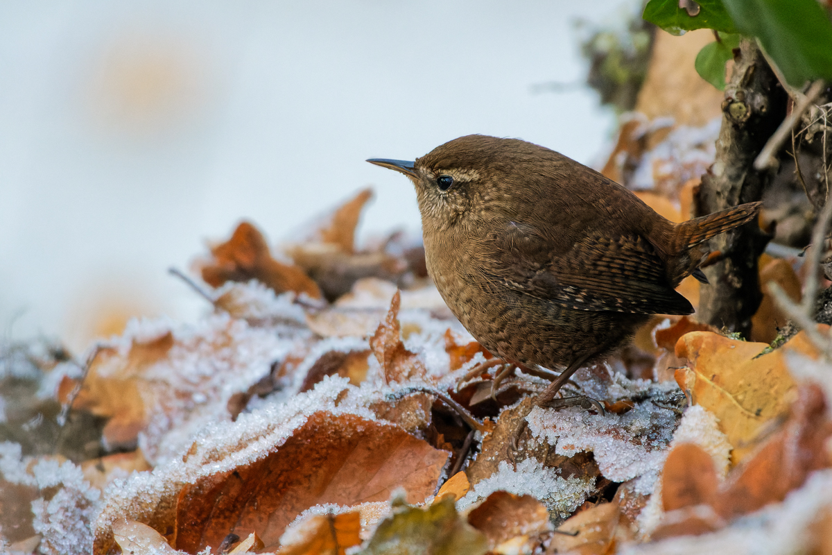 Zaunkönig im Schnee