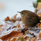 Zaunkönig im Schnee