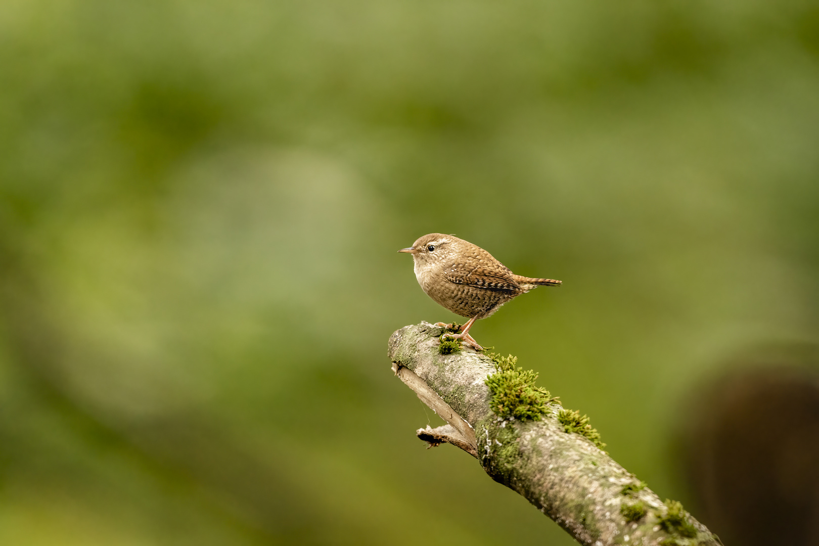 Zaunkönig im Wald