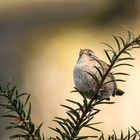 Zaunkönig in der Morgensonne