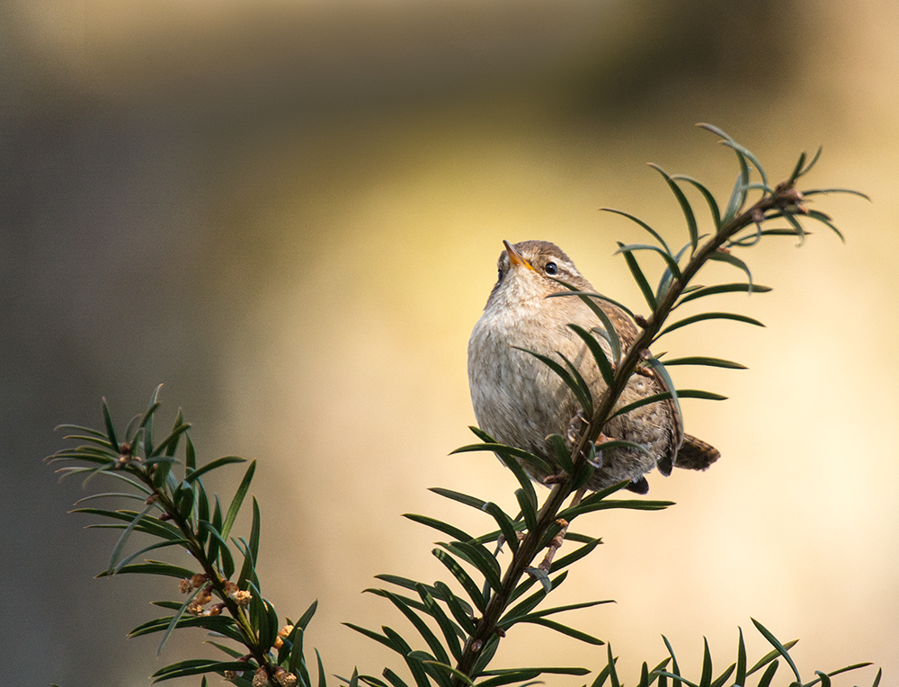 Zaunkönig in der Morgensonne