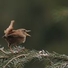 Zaunkönig in seinem Revier