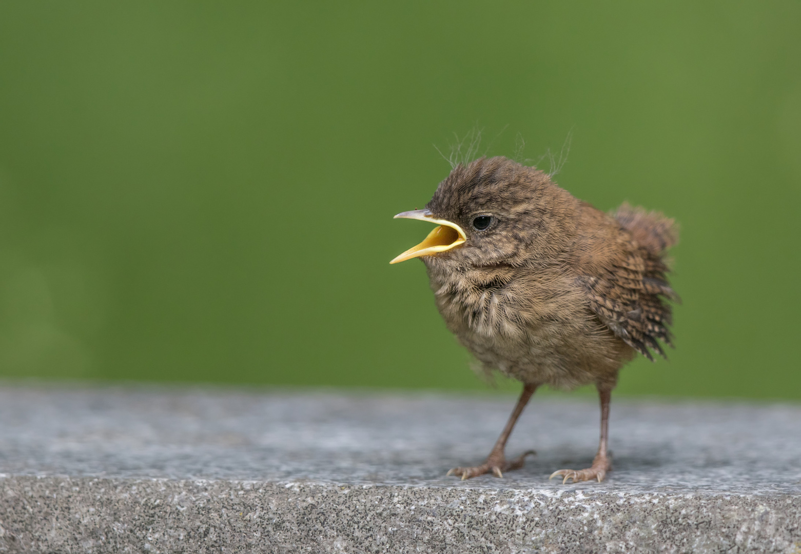 Zaunkönig Jungvogel