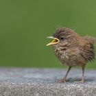 Zaunkönig Jungvogel