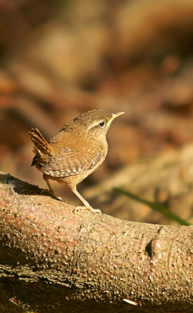 Zaunkönig Jungvogel