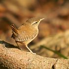 Zaunkönig Jungvogel