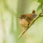 Zaunkönig jungvogel(Troglodytes troglodytes)