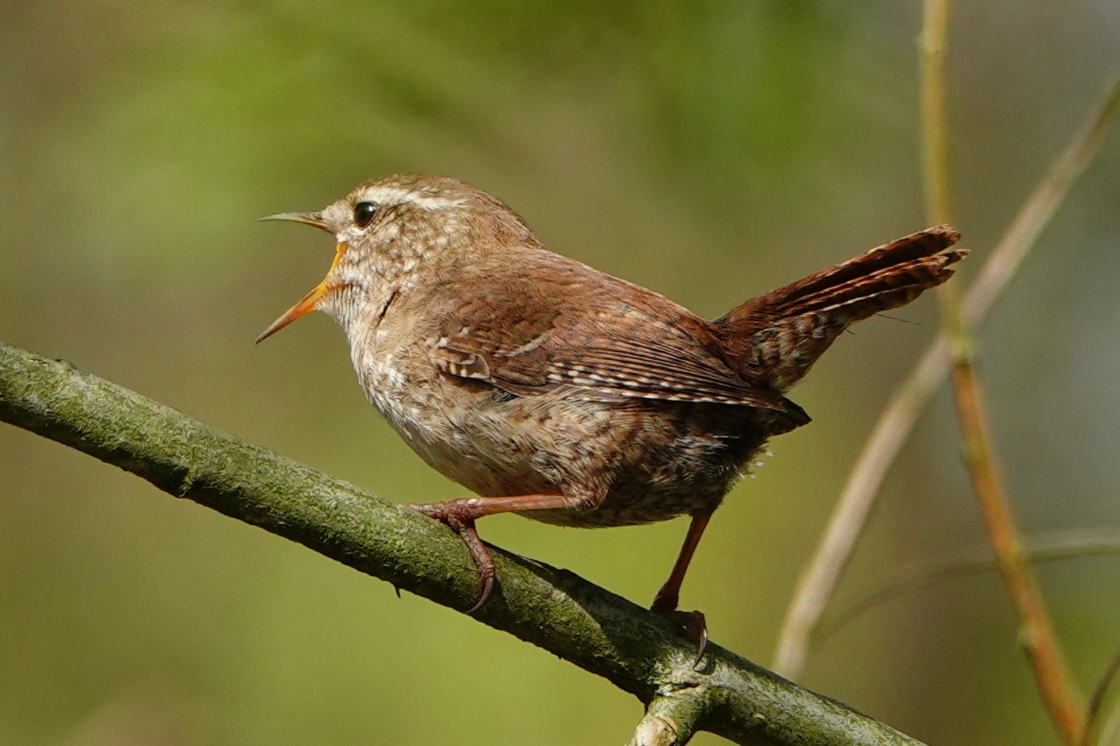 Zaunkönig - kleiner Vogel, große Klappe