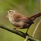 Zaunkönig - kleiner Vogel, große Klappe