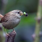 Zaunkönig mit Kreuzspinne