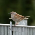 Zaunkönig  ?    nee     Heckenbraunelle 