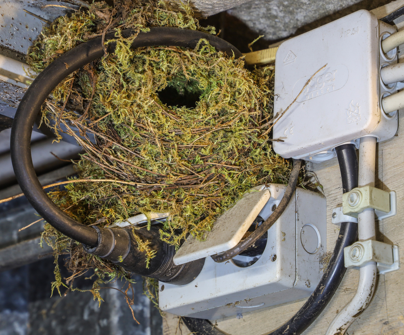 Zaunkönig- Nest mit...