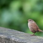 Zaunkönig oder Geländerkönig?