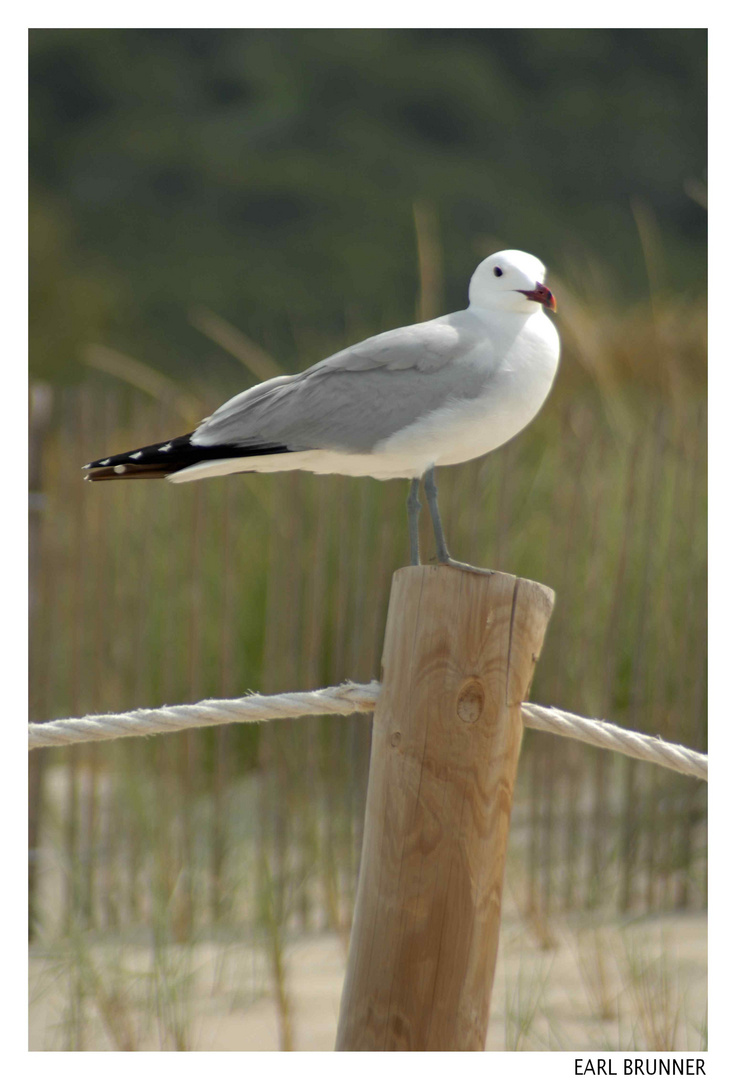 Zaunkönig oder Sturmvogel das ist hier die Frage...