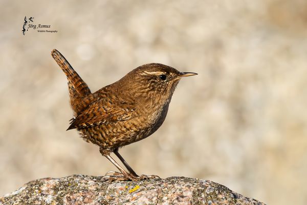 Zaunkönig // Öland