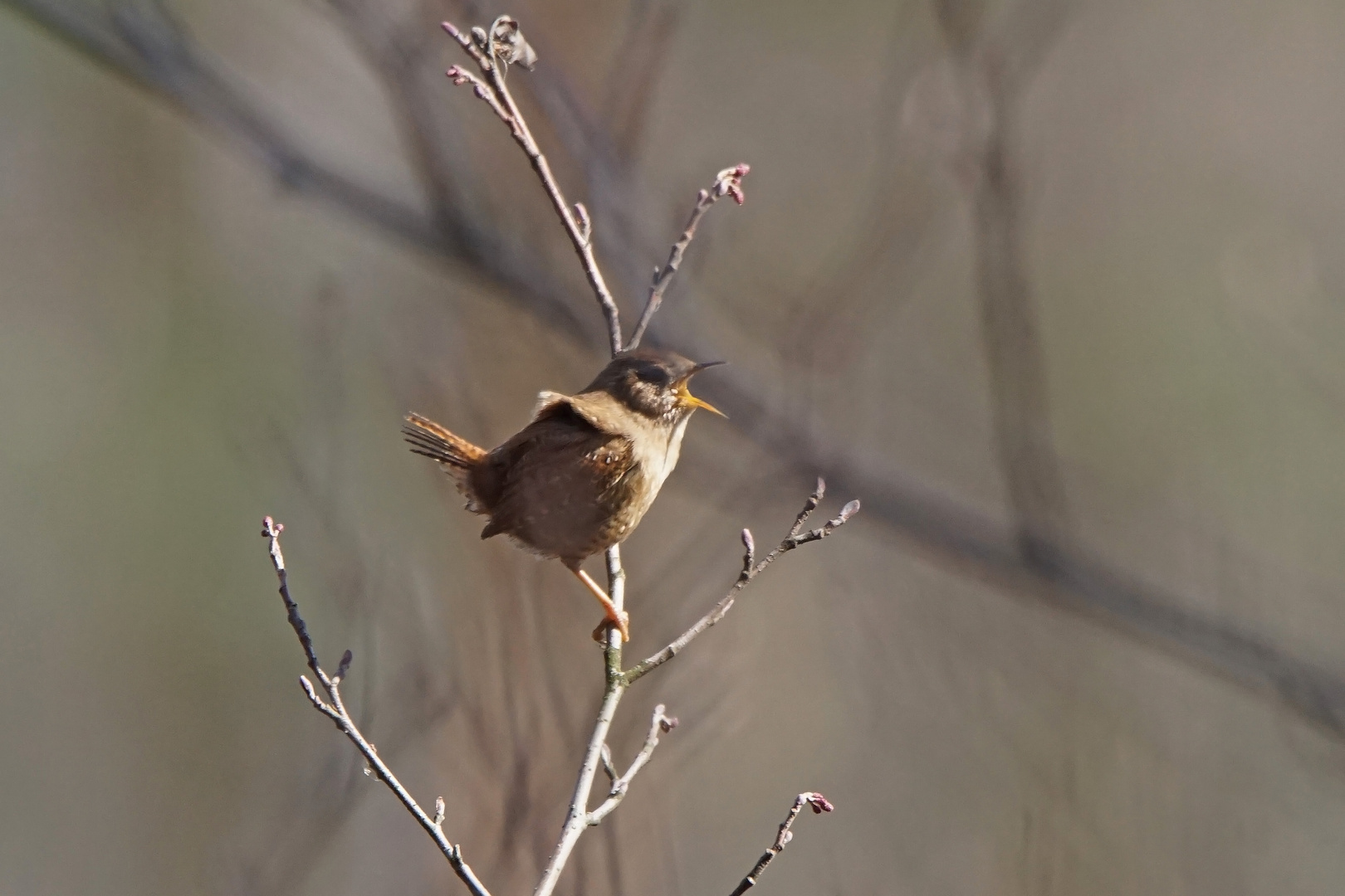 Zaunkönig singt den Frühling ein