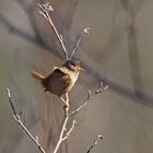 Zaunkönig singt den Frühling ein