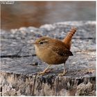 - Zaunkönig - ( Troglodytes trogglodytes )