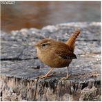 - Zaunkönig - ( Troglodytes trogglodytes )