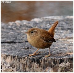 - Zaunkönig - ( Troglodytes trogglodytes )