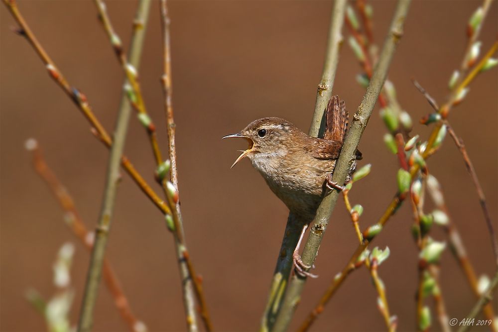 Zaunkönig (Troglodytes troglodytes)