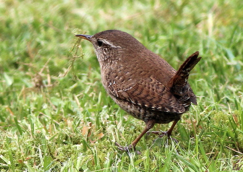 Zaunkönig (Troglodytes troglodytes)