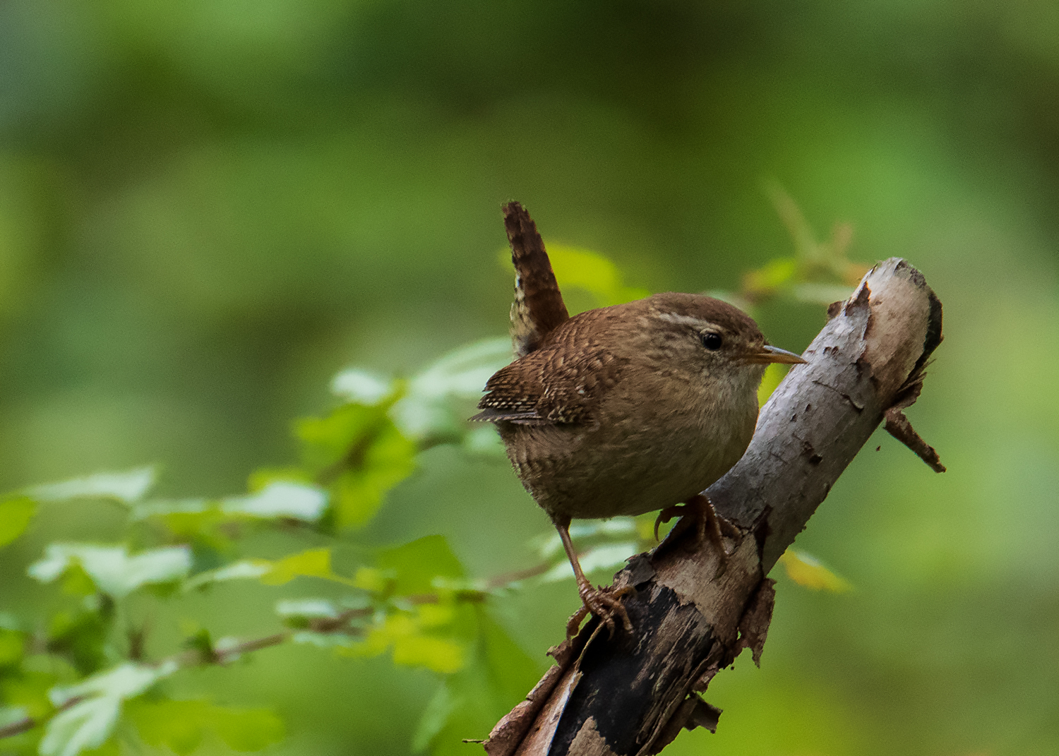 -Zaunkönig (Troglodytes troglodytes)-