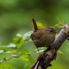 -Zaunkönig (Troglodytes troglodytes)-