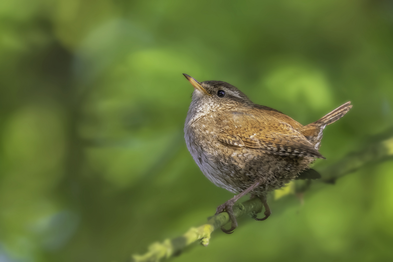 Zaunkönig ( Troglodytes troglodytes)