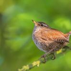 Zaunkönig ( Troglodytes troglodytes)