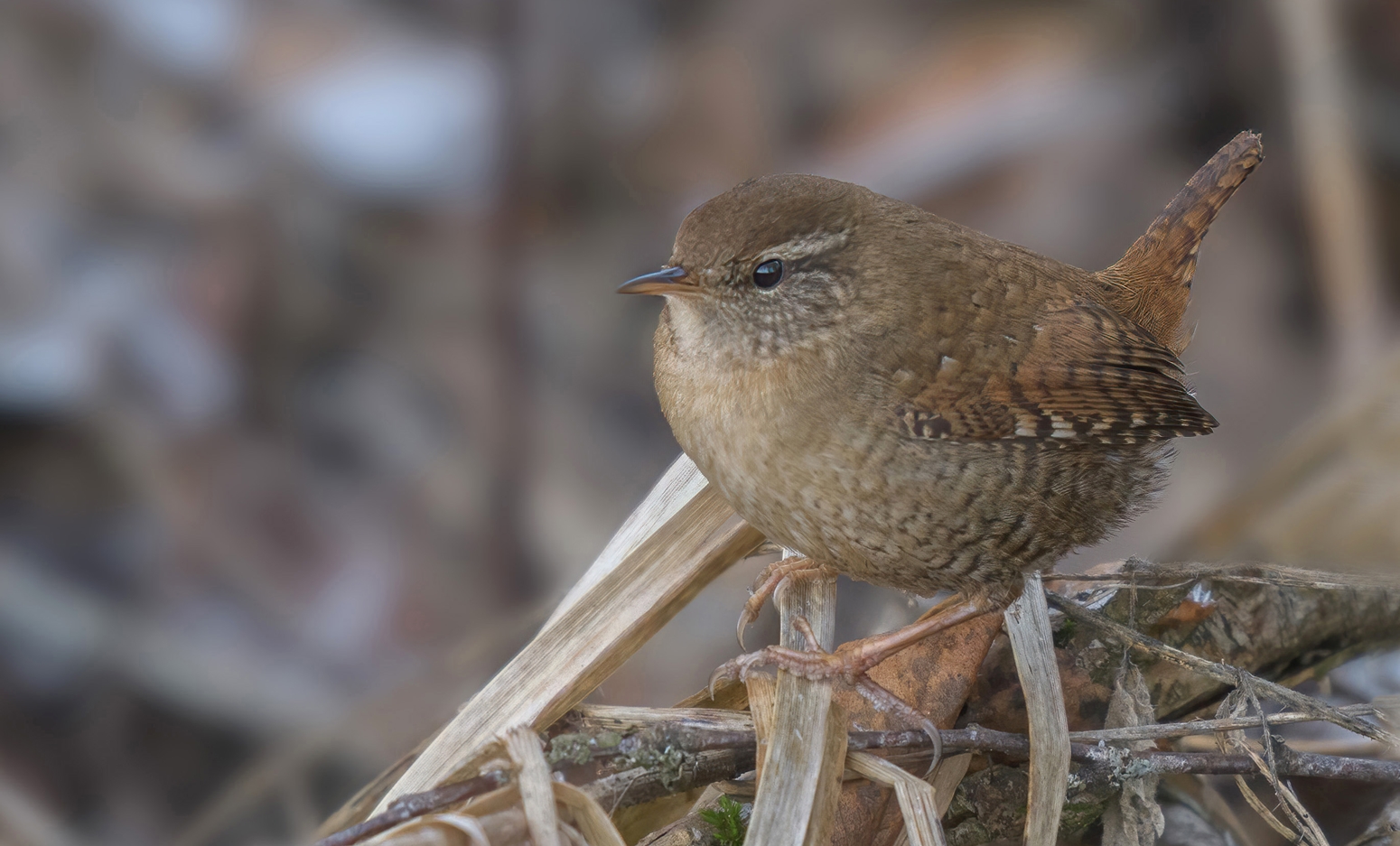 Zaunkönig ( Troglodytes troglodytes )