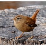 - Zaunkönig - ( Troglodytes troglodytes )