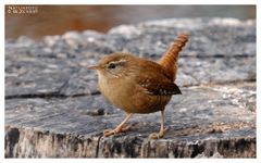 - Zaunkönig - ( Troglodytes troglodytes )