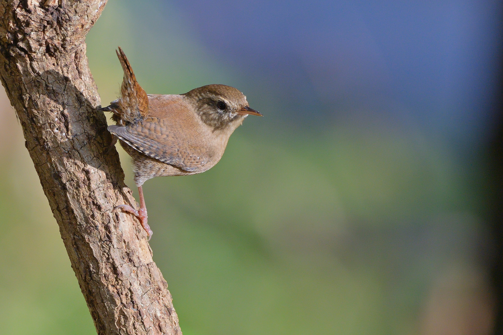 Zaunkönig (Troglodytes troglodytes)