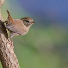 Zaunkönig (Troglodytes troglodytes)