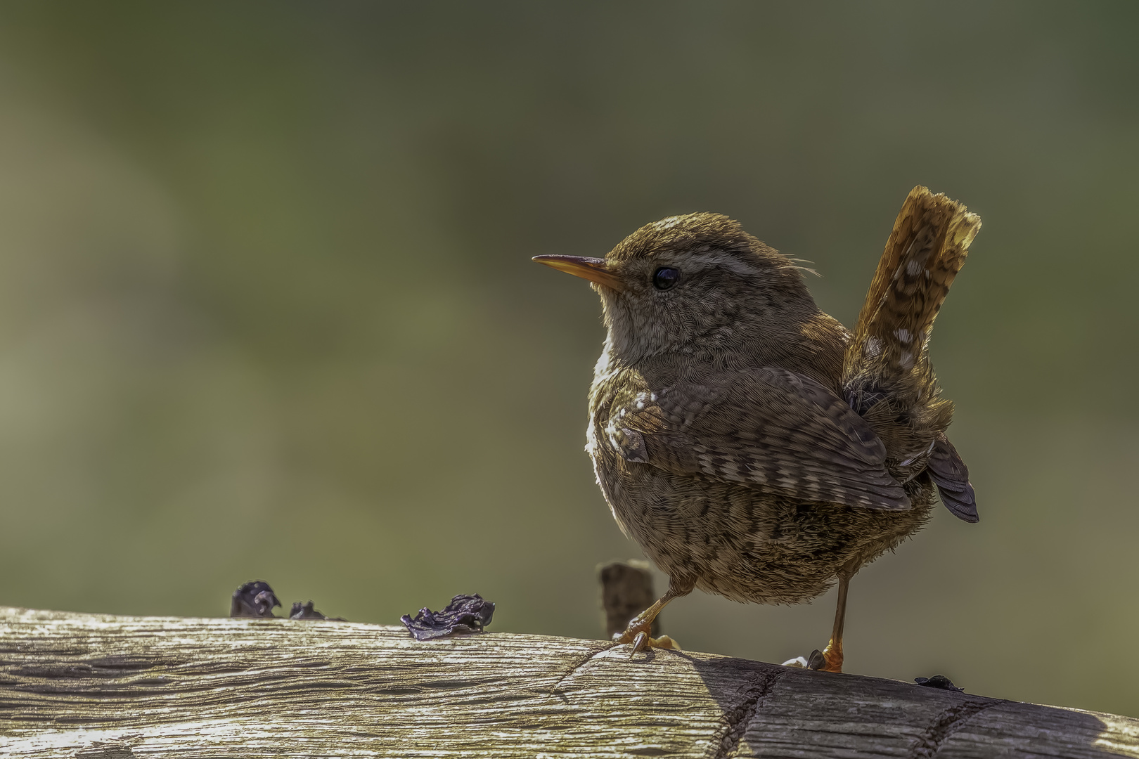 Zaunkönig (Troglodytes troglodytes)