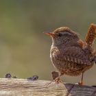 Zaunkönig (Troglodytes troglodytes)