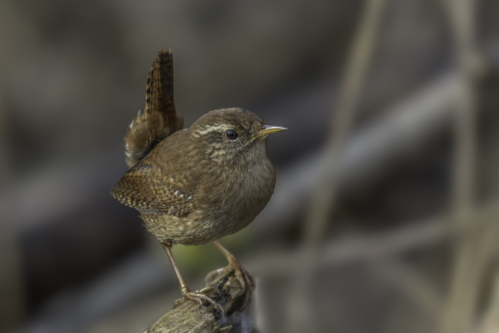 Zaunkönig (Troglodytes troglodytes)