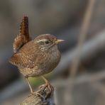 Zaunkönig (Troglodytes troglodytes)